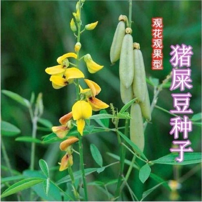 猪屎豆种子，多年生草本植物耐寒耐旱灌木花期长园林绿化苗木