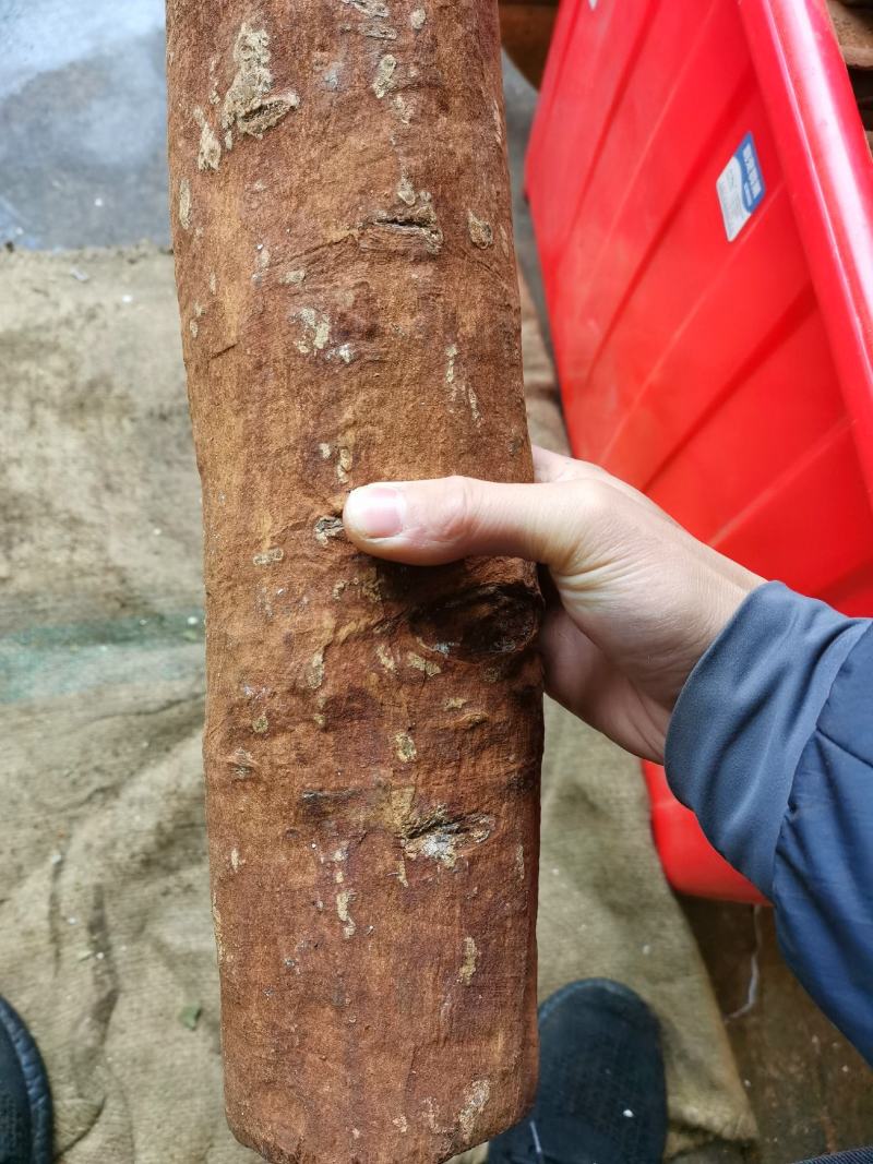 广西防城刮皮通桂皮超厚大通中通油桂