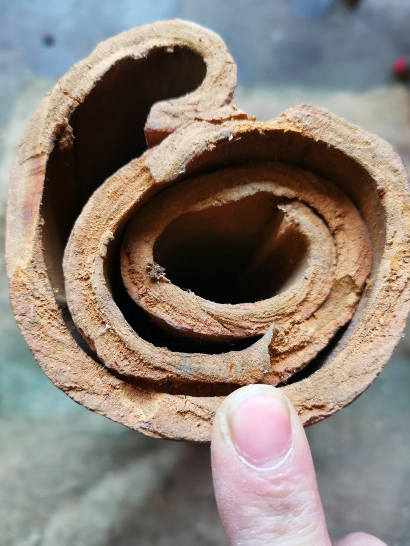 广西防城刮皮通桂皮超厚大通中通油桂