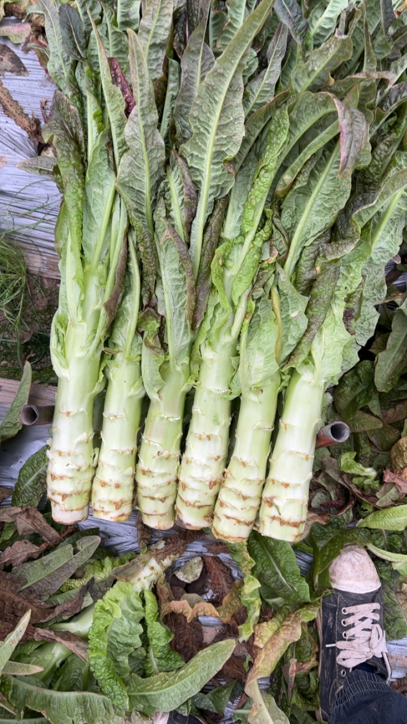 红叶香莴苣