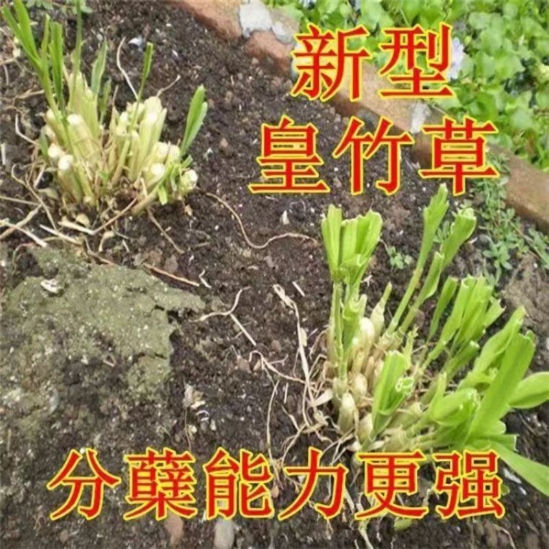 【推荐】皇竹草，物美价廉，量大从优，欢迎新老客户选购！