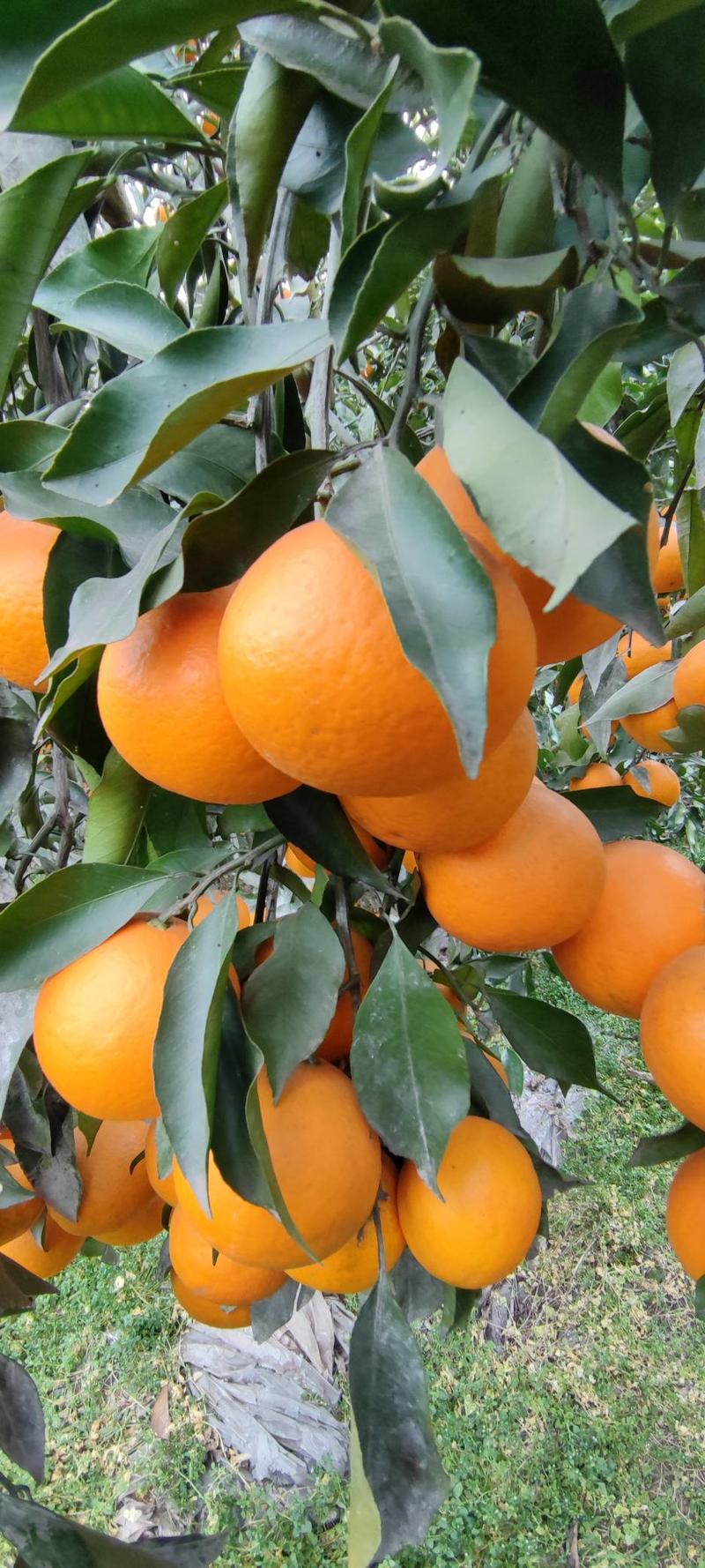 四川青见果冻橙细腻化渣，爆汁，量大对接全国商超，市场电商