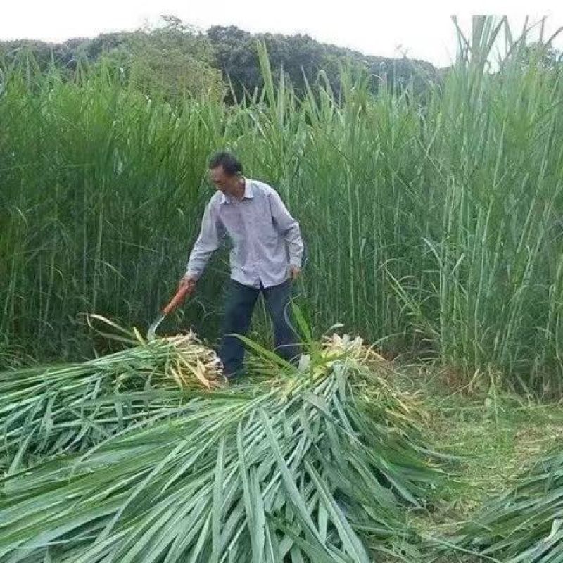 【推荐】台湾甜象草种苗，广西钦州供货物美价廉，量大从优