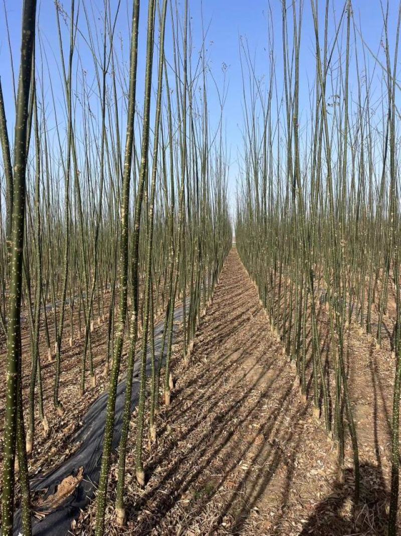 国槐苗槐树苗国槐小苗基地现挖现发0.5-6公分
