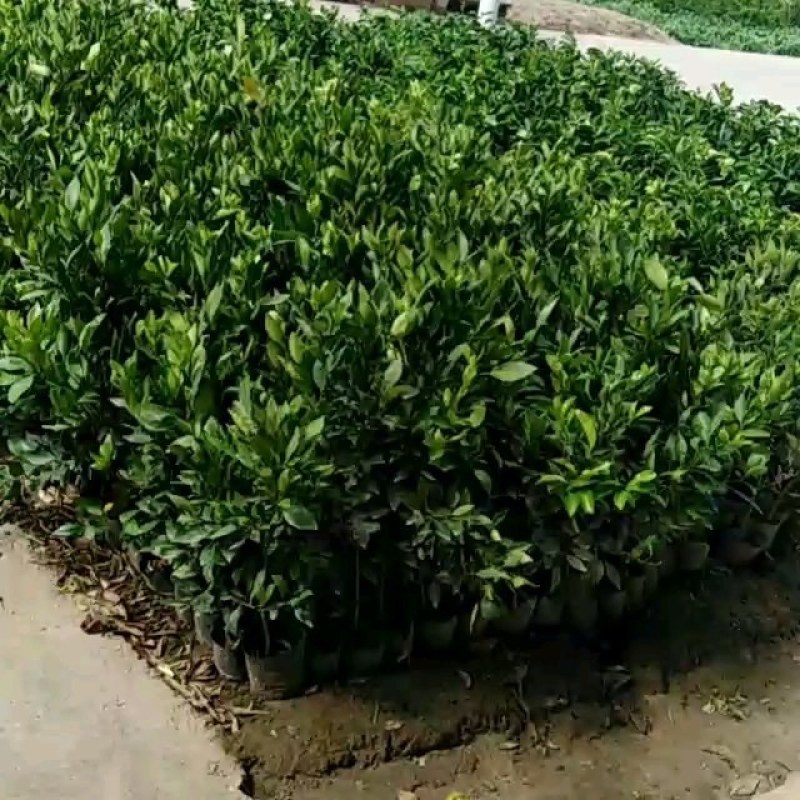 默克特柑橘苗