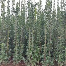北海道黄杨，自家种植，常年对外批发绿化用苗绿化用苗
