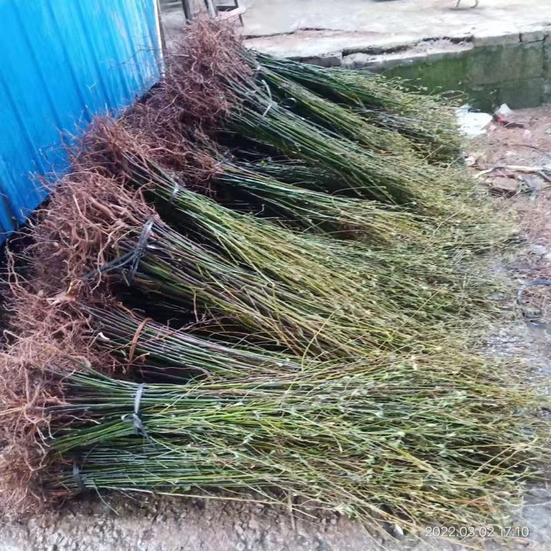 山苍子山胡椒种苗