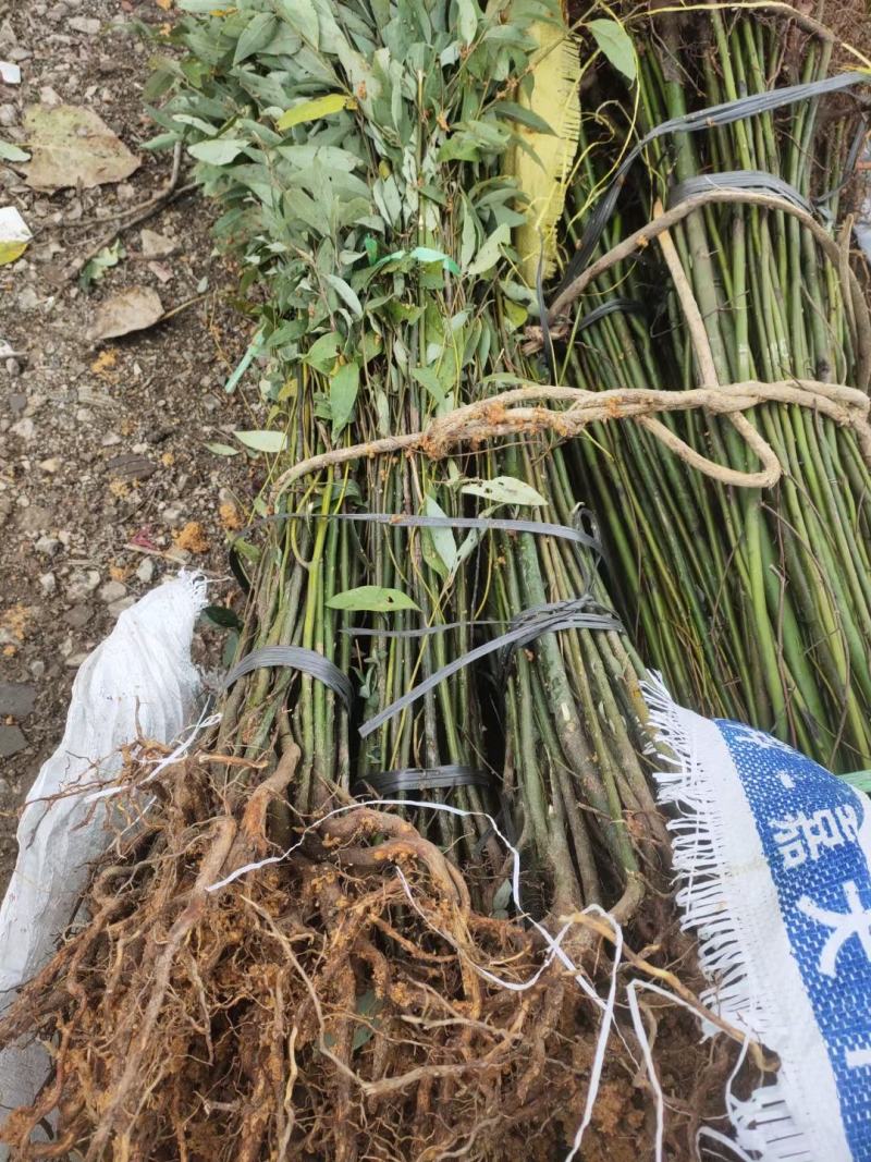 山苍子山胡椒种苗