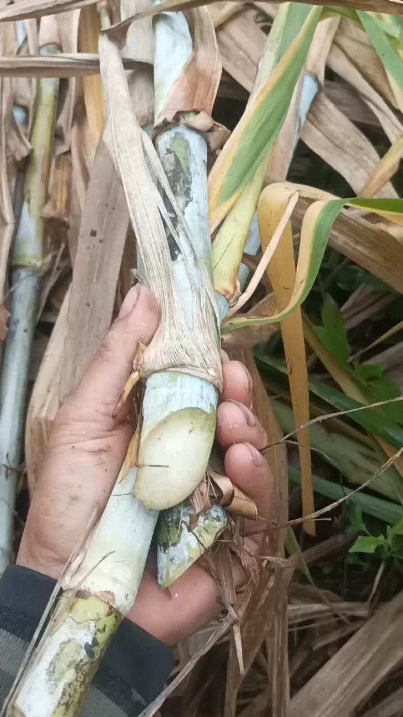 （大根）中华粮草现场现发坏苗包赔一件代发包邮视频拿货