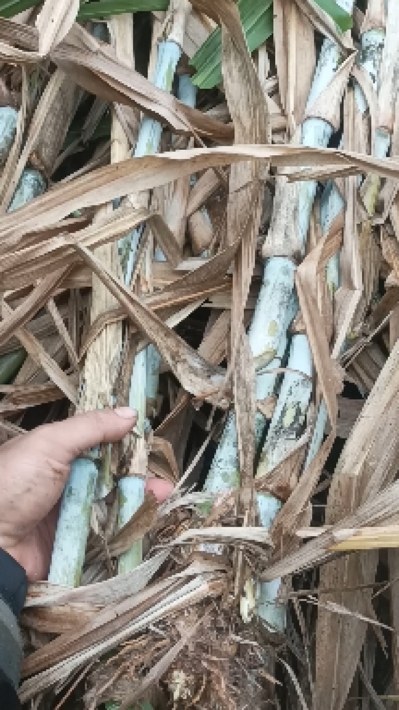 （大根）中华粮草现场现发坏苗包赔一件代发包邮视频拿货