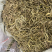 化石草正宗小叶化石草肾精草新货批发肾阳草猫须草滋补养生