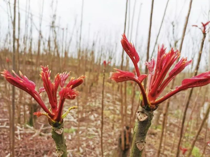 批发大竹红油香椿芽