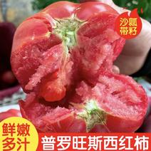 【牛商推荐】陕西省咸阳市三原县精品普罗旺斯水果西红柿