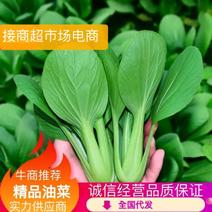 精品上海青油菜品质保证诚信经营欢迎接商超市场电商