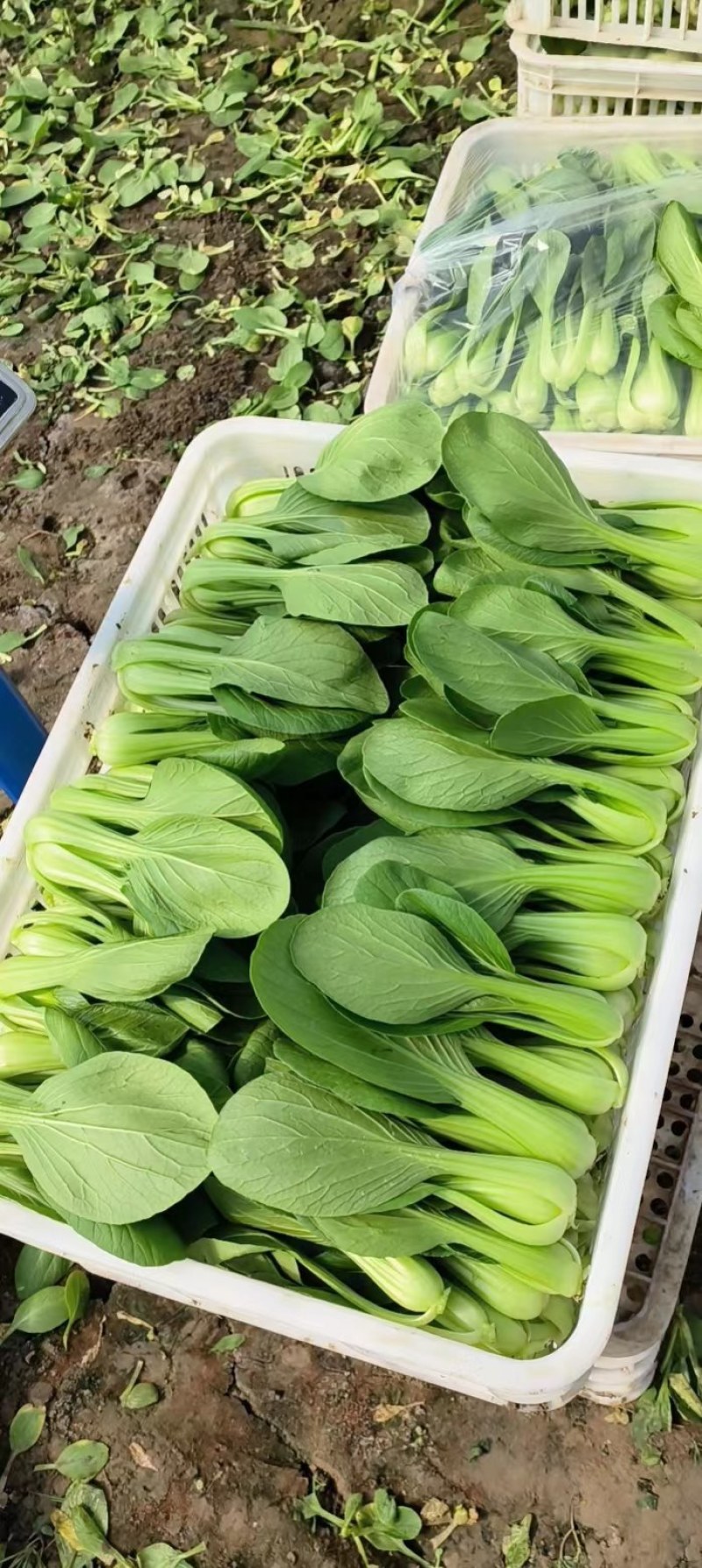 精品上海青，油菜，品质保证，诚信经营，服务周到，产地直发