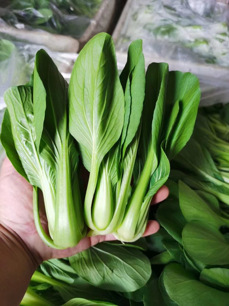 精品上海青，油菜，品质保证，诚信经营，服务周到，产地直发