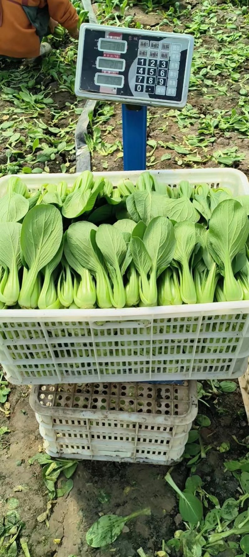 精品上海青，油菜，品质保证，诚信经营，服务周到，产地直发