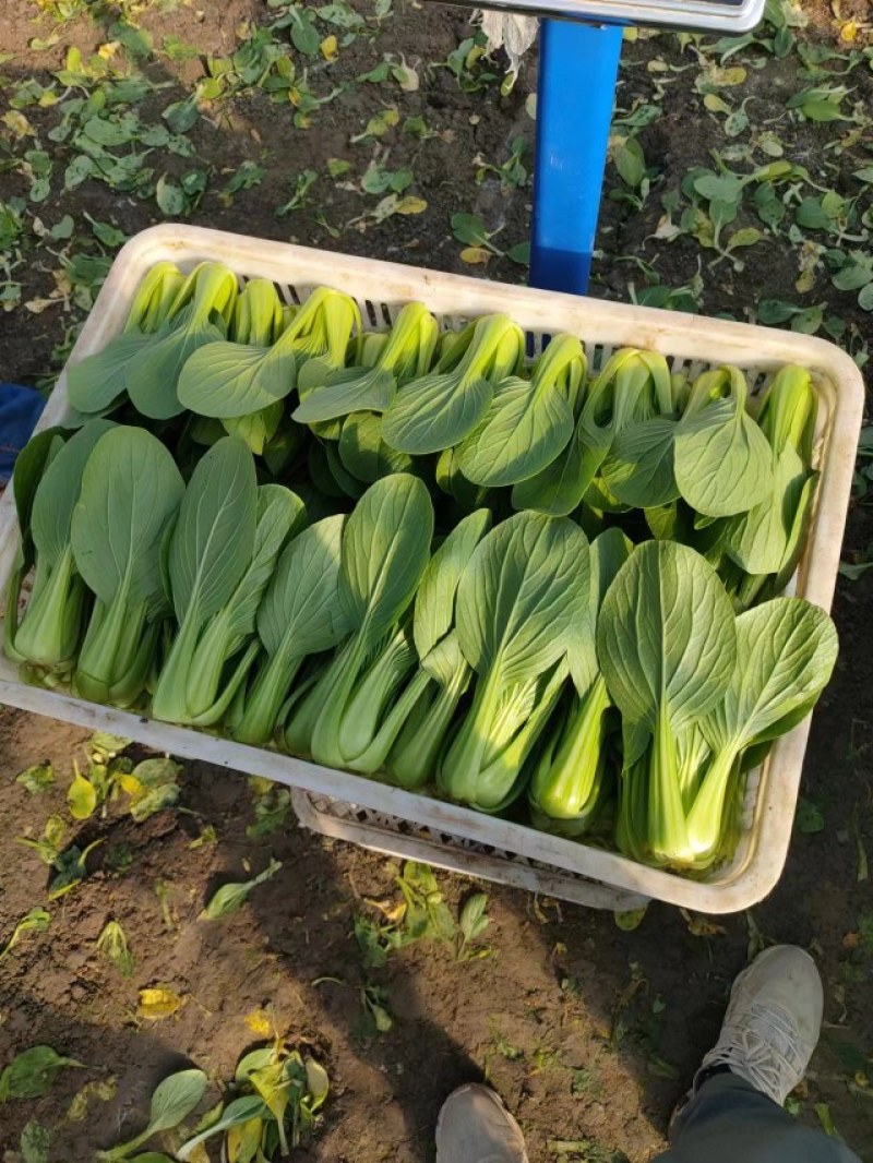 精品上海青，油菜，品质保证，诚信经营，服务周到，产地直发