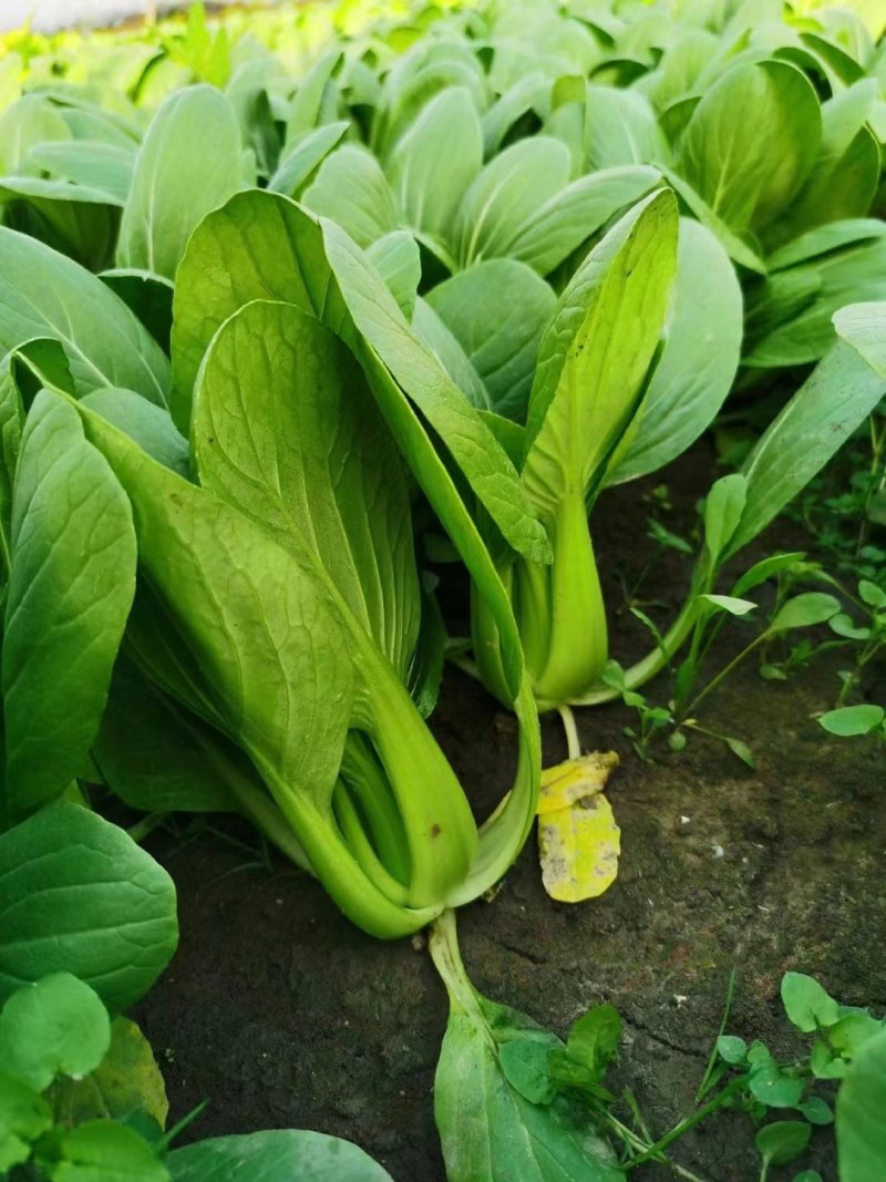 精品上海青，油菜，品质保证，诚信经营，服务周到，产地直发