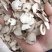 【白芍】次片下料颗粒本店专业白芍加工规格齐全量大优惠