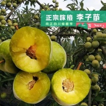 嫁接蜂糖李子树苗早晚熟基地直发不包邮根系好