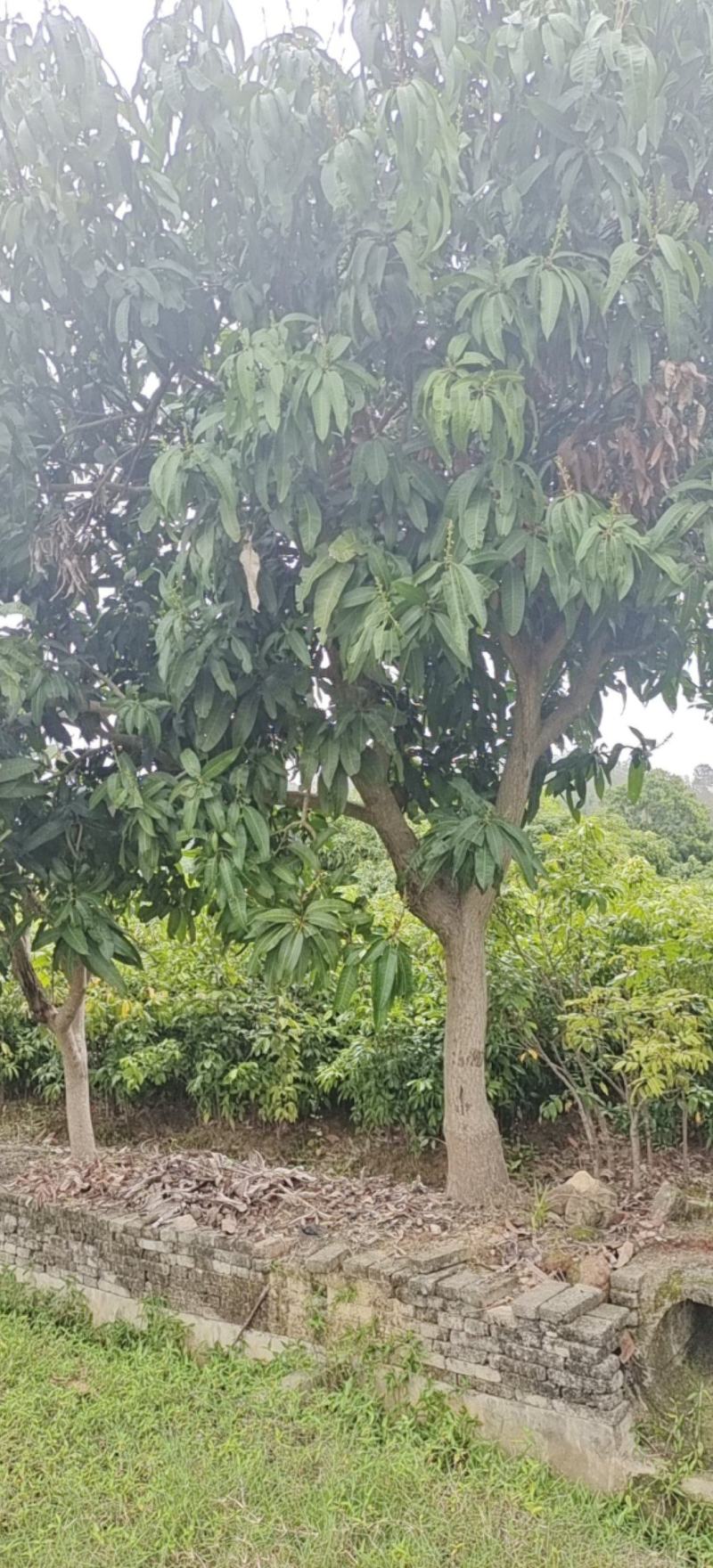 【牛商推荐】广东化州芒果苗基地现货直发欢迎致电联系