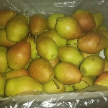 河北鸭梨，含泪狂卖，4毛一斤，质量没问题，三千件卖完为止