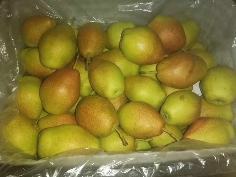 河北鸭梨，含泪狂卖，4毛一斤，质量没问题，三千件卖完为止