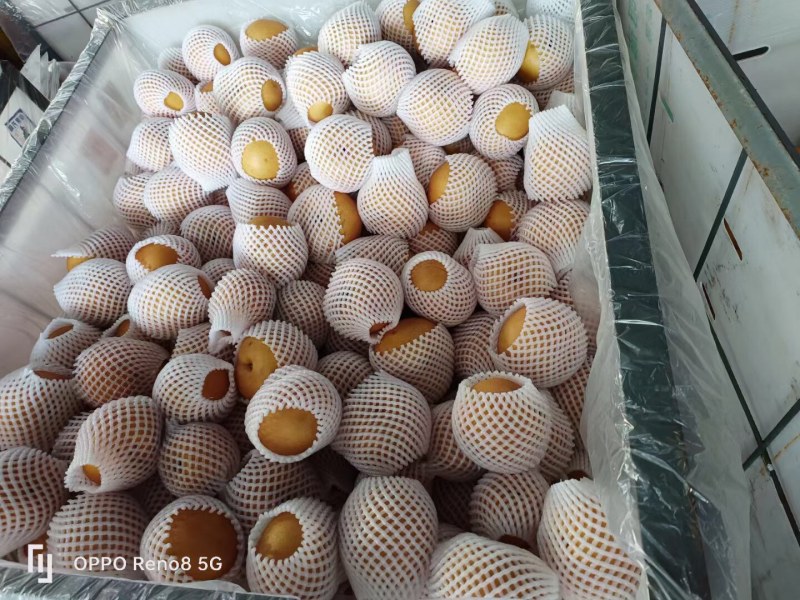 河北鸭梨，含泪狂卖，4毛一斤，质量没问题，三千件卖完为止