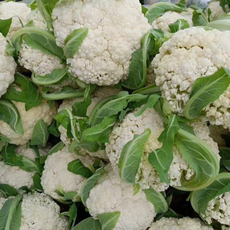 河北邯郸永年蔬菜产地货源充足质量保证价格便宜量大从优