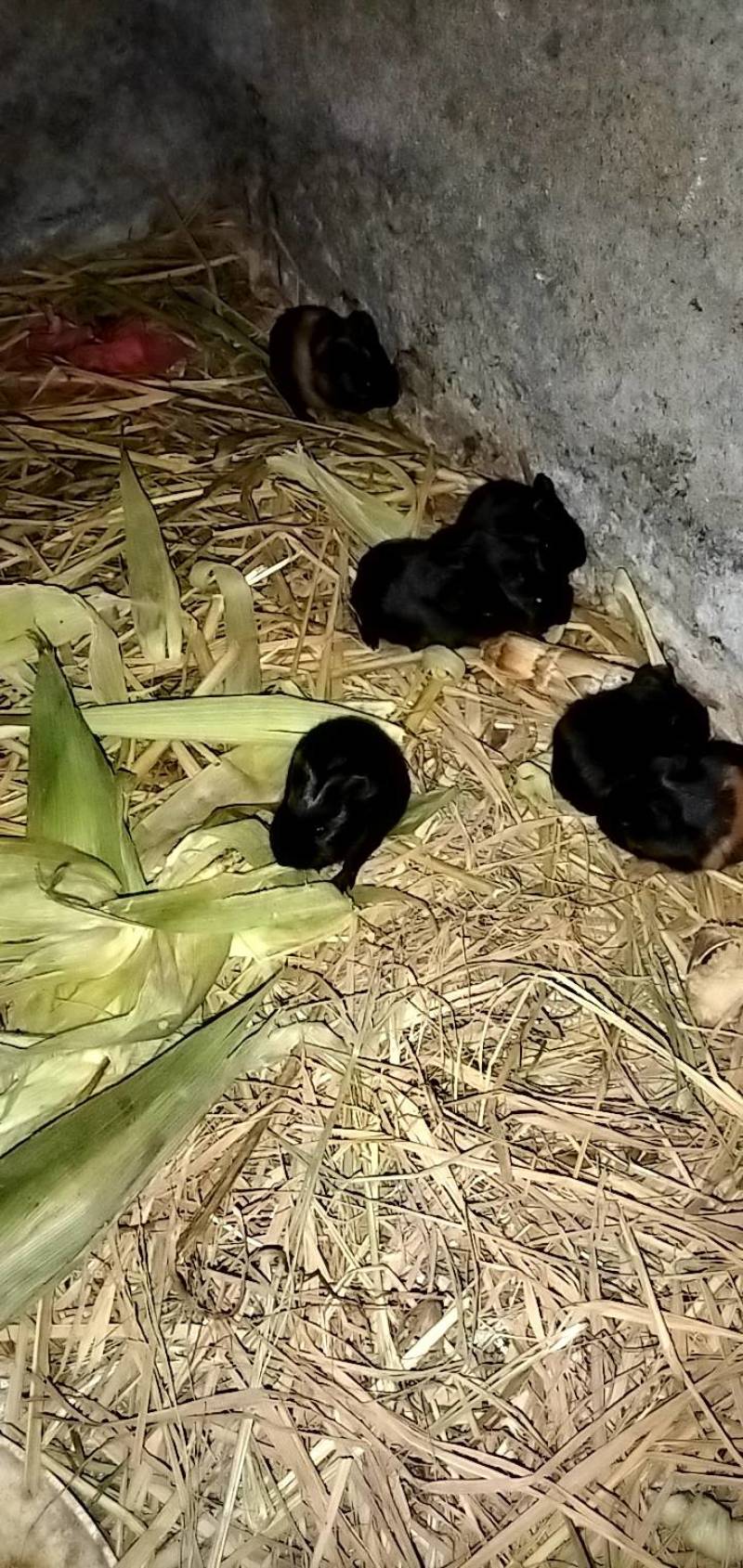 荷兰猪