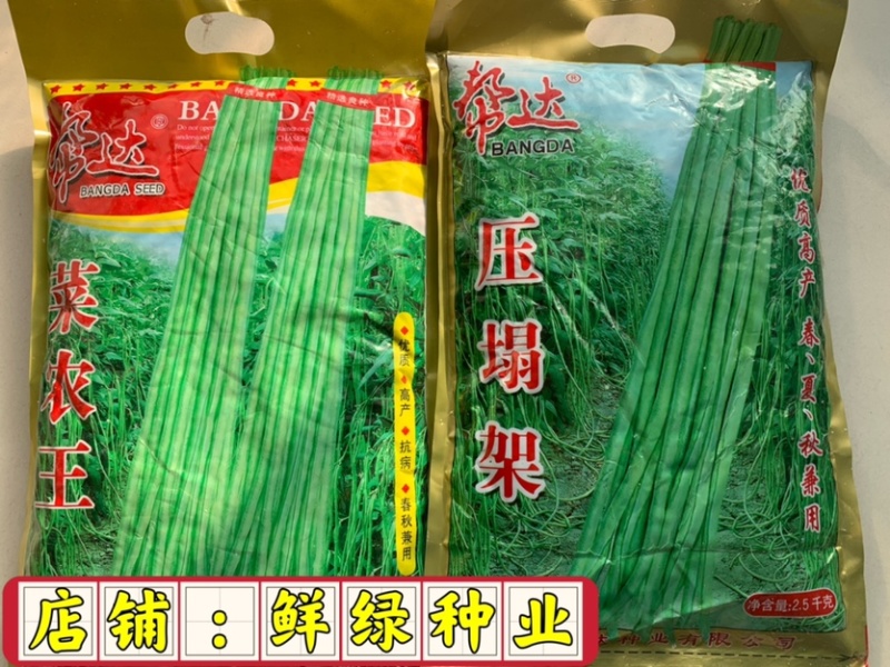 帮达地豇王无架豇豆种子肉厚质嫩不易老耐贮运
