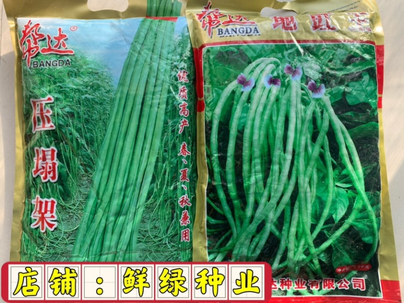 帮达地豇王无架豇豆种子肉厚质嫩不易老耐贮运