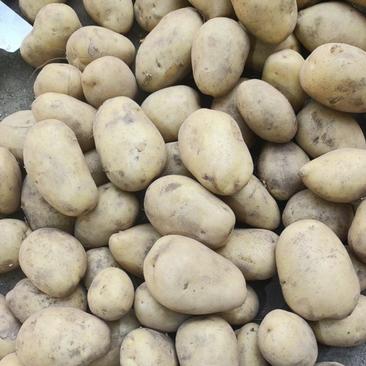 常年供应各种规格V7沃土西森土豆电商批发市场及超市