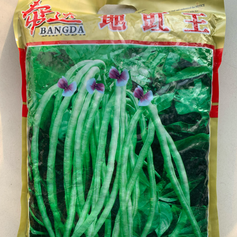 帮达地豇王无架豇豆种子肉厚质嫩不易老耐贮运