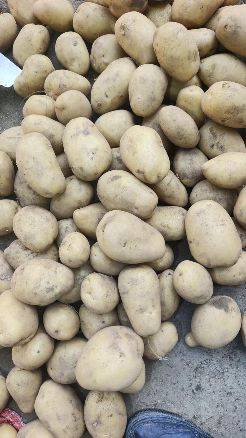 常年供应各种规格V7沃土西森土豆电商批发市场及超市
