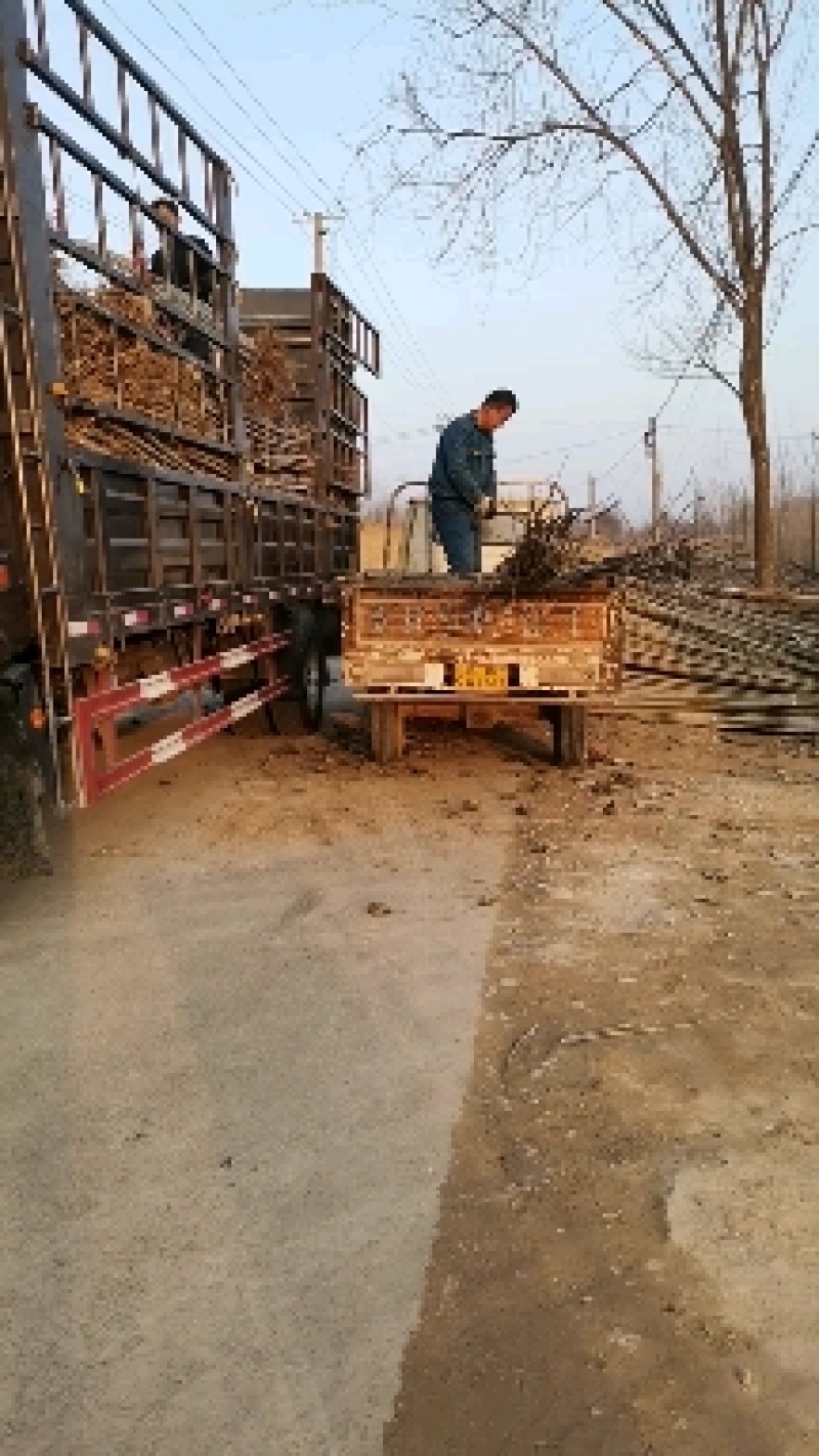 大量出售107杨树苗鲁林9号扦插段常年供货基地直发