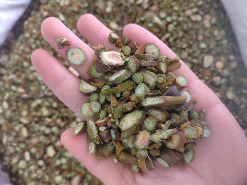 桑寄生，选货桑寄生片，新货纯绿！中药材桑寄生