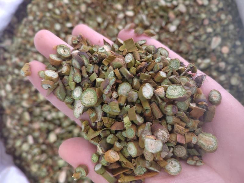 桑寄生，选货桑寄生片，新货纯绿！中药材桑寄生