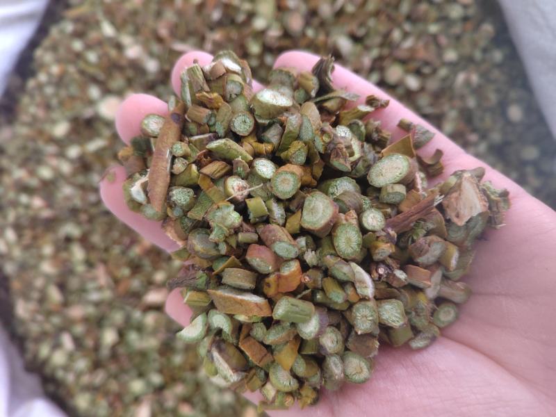 桑寄生，选货桑寄生片，新货纯绿！中药材桑寄生