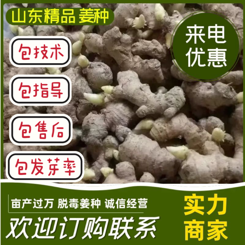 【高产姜种】发芽率高脱毒姜种大量现货价格可商量