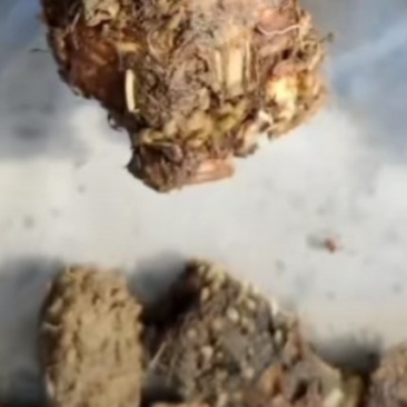 根，干货，自然晒干