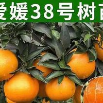 爱媛38果冻橙正宗红美人嫁接甜橙苗甘甜多汁盆栽地栽现