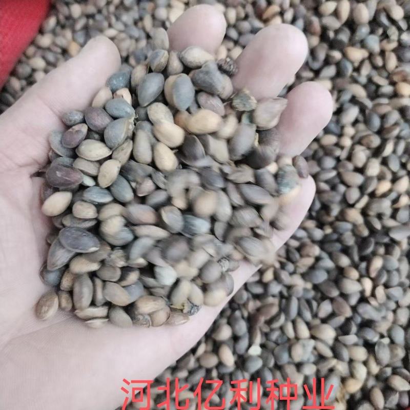 华山松种子纯新加工假一赔十