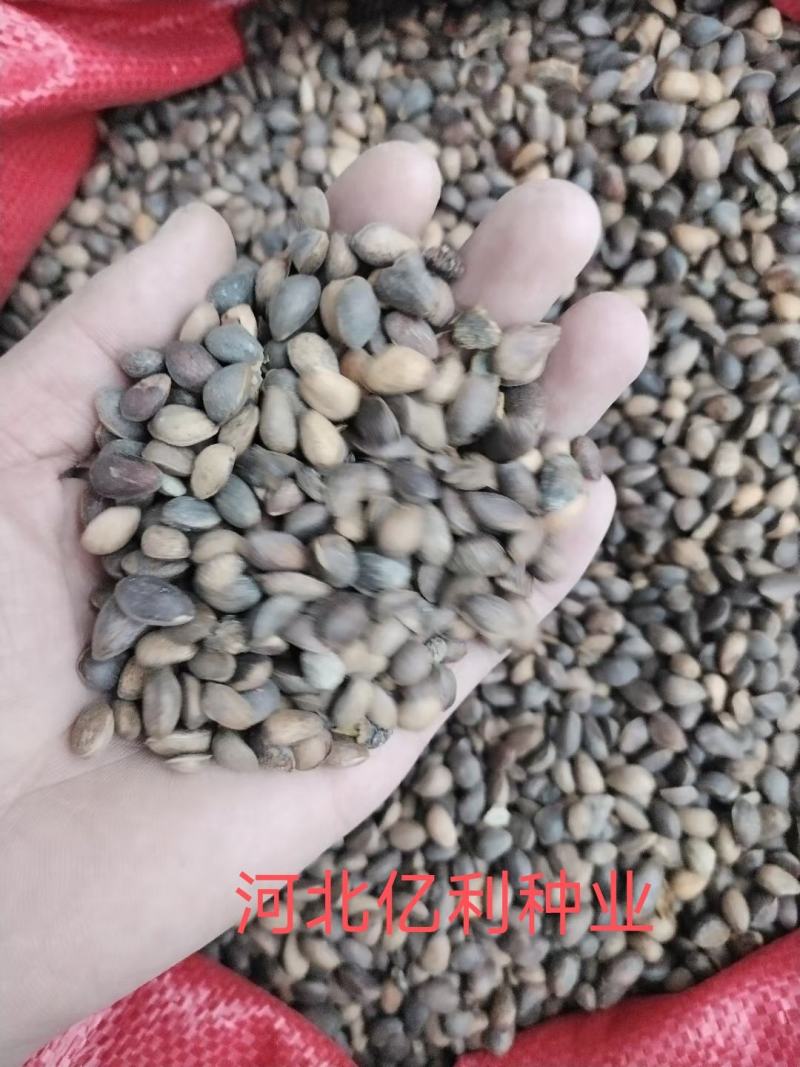 华山松种子纯新加工假一赔十