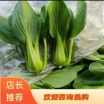 南通精品上海青小油菜货源稳定产地直发，诚信经营，品质保证