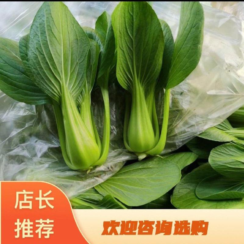 南通精品上海青小油菜货源稳定常年供应接商超市场电商