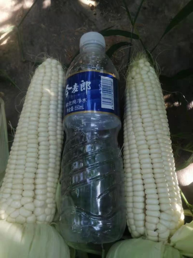 商超专营万糯电商直供产地直发颗粒饱满