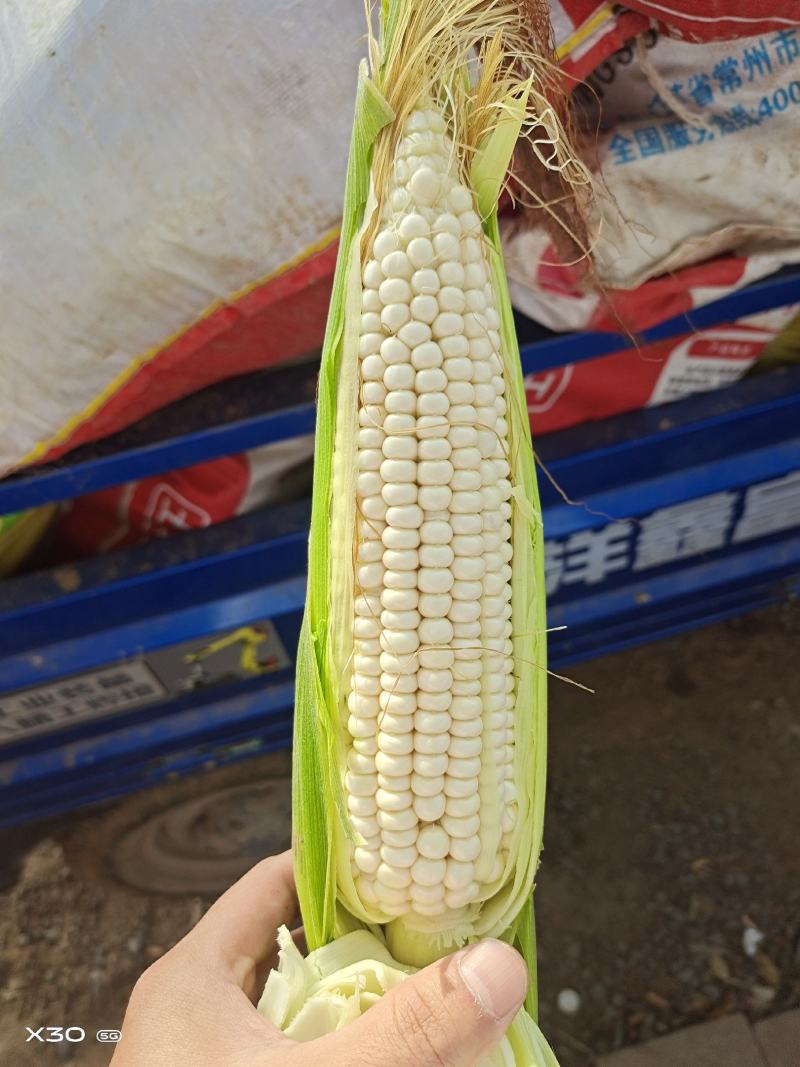 商超专营万糯电商直供产地直发颗粒饱满