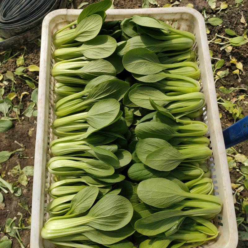 精品上海青，油菜，品质保证，诚信经营，服务周到，产地直发